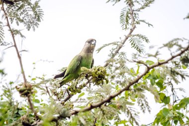 Kahverengi başlı papağan, Güney Afrika 'daki Kruger Ulusal Parkı' nda beyaz arka planda izole edilmiş bir ağaçta meyve yiyor; Specie Poicephalus cryptoxanthus ailesi Psittacidae