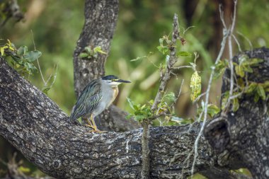 Ardeidae familyasından Specie Butorides, Güney Afrika 'daki Greater Kruger Ulusal Parkı' nda yemyeşil bir bagajda duran balıkçıl. 