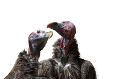 Güney Afrika 'daki Moholoholo hayvan rehabilitasyon merkezinde öpüşen Akbaba portresi, Accipitridae familyasından Specie Torgos Tracheliotos ile karşılaştı.