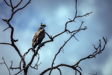 Güney Afrika 'daki Kgalagadi transfrontier parkında mavi gökyüzünde izole edilmiş bir dalda duran Martial Eagle yavrusu; Accipitridae familyasından Specie Polemaetus bellicosus