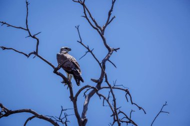 Güney Afrika 'daki Kgalagadi transfrontier parkında mavi gökyüzünde izole edilmiş bir dalda duran Martial Eagle yavrusu; Accipitridae familyasından Specie Polemaetus bellicosus