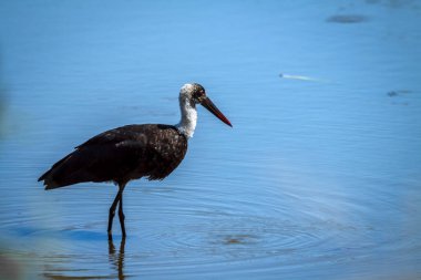 Güney Afrika 'daki Büyük Kruger Ulusal Parkı' nda suyun ortasında duran tüylü boyunlu leylek. Ciconiidae familyasından Specie Ciconia piskopos ailesi.