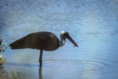 Tüylü boyunlu leylek Güney Afrika 'daki Büyük Kruger Ulusal Parkı' nda bir kurbağa avı yakaladı; Specie Ciconia piskopos ailesi Ciconiidae