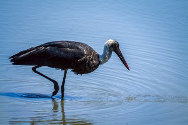 Kıllı boyunlu leylek Güney Afrika 'daki Büyük Kruger Ulusal Parkı' nda suyun ortasında yürüyor. Ciconiidae familyasından Specie Ciconia piskoposluk ailesi.