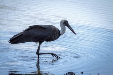 Kıllı boyunlu leylek Güney Afrika 'daki Büyük Kruger Ulusal Parkı' nda suyun ortasında yürüyor. Ciconiidae familyasından Specie Ciconia piskoposluk ailesi.