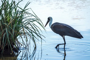 Kıllı boyunlu leylek Güney Afrika 'daki Büyük Kruger Ulusal Parkı' nda suyun ortasında yürüyor. Ciconiidae familyasından Specie Ciconia piskoposluk ailesi.
