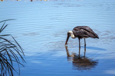 Tüylü boyunlu leylek Güney Afrika 'daki Büyük Kruger Ulusal Parkı' nda bir kurbağa avı yakaladı; Specie Ciconia piskopos ailesi Ciconiidae