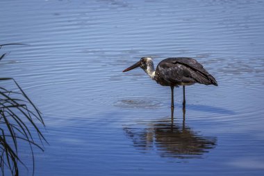 Güney Afrika 'daki Büyük Kruger Ulusal Parkı' nda suyun ortasında duran tüylü boyunlu leylek. Ciconiidae familyasından Specie Ciconia piskopos ailesi.