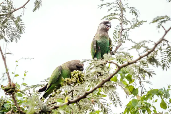 Kahverengi kafalı papağan çifti Güney Afrika 'daki Kruger Ulusal Parkı' ndaki bir ağaçta meyve yiyorlar; Specie Poicephalus cryptoxanthus ailesi Psittacidae