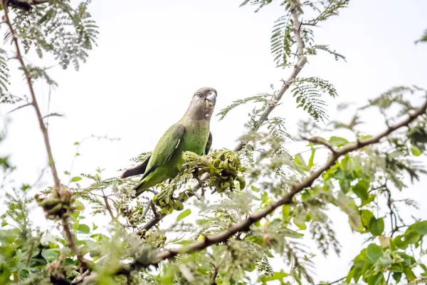 Kahverengi başlı papağan, Güney Afrika 'daki Kruger Ulusal Parkı' nda beyaz arka planda izole edilmiş bir ağaçta meyve yiyor; Specie Poicephalus cryptoxanthus ailesi Psittacidae