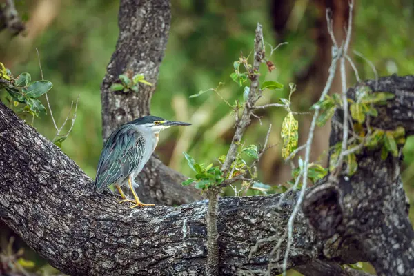 Ardeidae familyasından Specie Butorides, Güney Afrika 'daki Greater Kruger Ulusal Parkı' nda yemyeşil bir bagajda duran balıkçıl. 