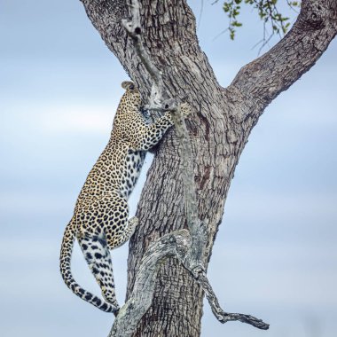 Leopard climbing a tree in Kruger National park, South Africa ; Specie Panthera pardus family of Felidae