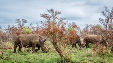 Güney Afrika 'daki Kruger Ulusal Parkı' nda yeşil savanada otlayan üç Güney beyaz gergedan; Güney Afrika 'daki Specie Ceratotherium simum simum gergedan familyası