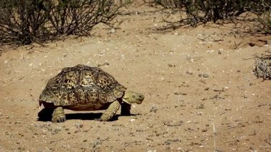 Güney Afrika 'daki Kgalagadi sınır ötesi parkında yiyen Leopar kaplumbağası; Testudinidae familyasından Specie Stigmochelys pardalis