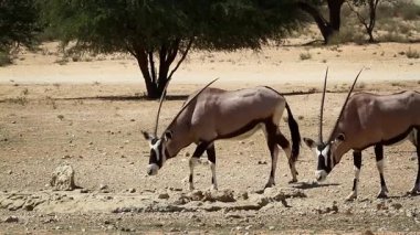 Güney Afrika 'daki Kgalagadi sınır ötesi parkındaki su birikintisinde alarmda olan iki Güney Afrika antilobu Bovidae familyasından Specie Oryx gazella. 