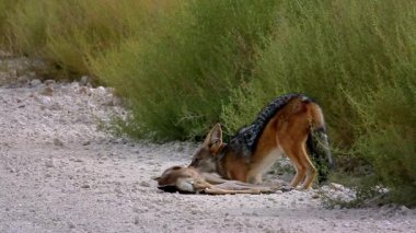 Güney Afrika 'da Kgalagadi sınır ötesi parkında bir antilop avını öldüren Kara Çakal, Canidae familyasına mensup Canis. 