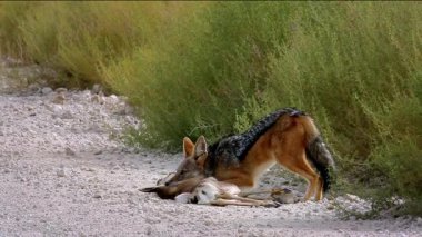 Güney Afrika 'da Kgalagadi sınır ötesi parkında bir antilop avını öldüren Kara Çakal, Canidae familyasına mensup Canis. 