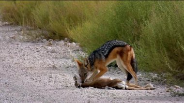 Güney Afrika 'da Kgalagadi sınır ötesi parkında bir antilop avını öldüren Kara Çakal, Canidae familyasına mensup Canis. 