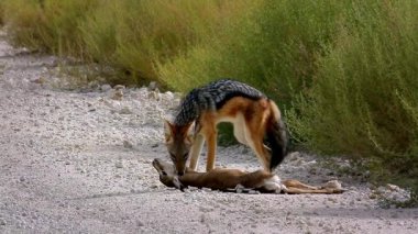 Güney Afrika 'da Kgalagadi sınır ötesi parkında bir antilop avını öldüren Kara Çakal, Canidae familyasına mensup Canis. 