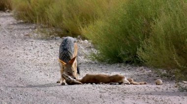 Güney Afrika 'da Kgalagadi sınır ötesi parkında bir antilop avını öldüren Kara Çakal, Canidae familyasına mensup Canis. 
