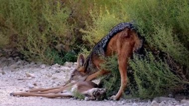 Güney Afrika 'daki Kgalagadi sınır ötesi parkında taze bir antilop avını yiyen siyah çakal; Canidae familyasından Specie Canis 