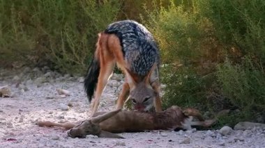 Güney Afrika 'daki Kgalagadi sınır ötesi parkında taze bir antilop avını yiyen siyah çakal; Canidae familyasından Specie Canis 