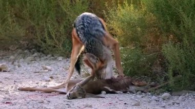 Güney Afrika 'daki Kgalagadi sınır ötesi parkında taze bir antilop avını yiyen siyah çakal; Canidae familyasından Specie Canis 