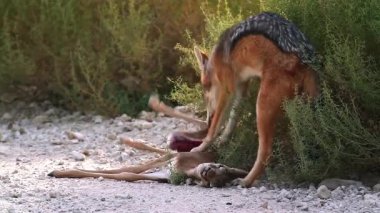 Güney Afrika 'daki Kgalagadi sınır ötesi parkında taze bir antilop avını yiyen siyah çakal; Canidae familyasından Specie Canis 