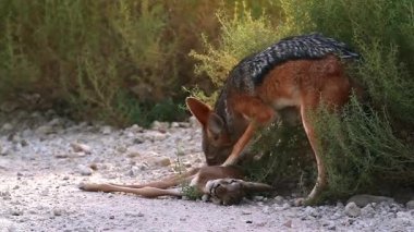 Güney Afrika 'daki Kgalagadi sınır ötesi parkında taze bir antilop avını yiyen siyah çakal; Canidae familyasından Specie Canis 