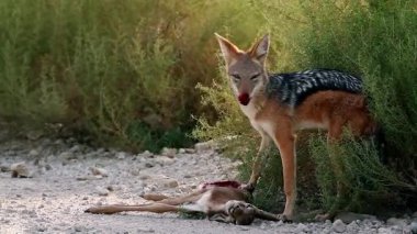 Güney Afrika 'daki Kgalagadi sınır ötesi parkında taze bir antilop avını yiyen siyah çakal; Canidae familyasından Specie Canis 