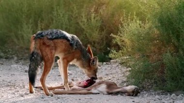 Güney Afrika 'daki Kgalagadi sınır ötesi parkında taze bir antilop avını yiyen siyah çakal; Canidae familyasından Specie Canis 