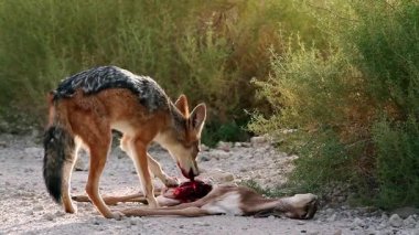 Güney Afrika 'daki Kgalagadi sınır ötesi parkında taze bir antilop avını yiyen siyah çakal; Canidae familyasından Specie Canis 