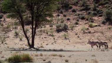 Güney Afrika 'da Kgalagadi sınır ötesi parkında yürüyen iki Güney Afrika antilobu Bovidae familyasından Specie Oryx gazella.