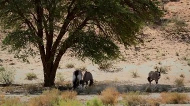 Güney Afrika antilobu Güney Afrika 'daki Kgalagadi sınır ötesi parkında gölgeler altında savaşıyor.