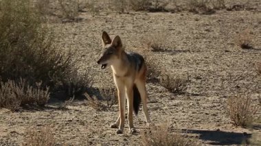 Güney Afrika 'daki Kgalagadi sınır ötesi parkında siyah destekli çakal havlaması ve ön manzara çağrısı; Canidae familyasından Specie Canis