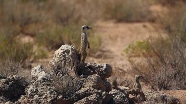 Güney Afrika 'daki Kgalagadi sınır ötesi parkında küçük bir grup Meerkat, Herpestidae ailesinden Specie Suricata Suricatta