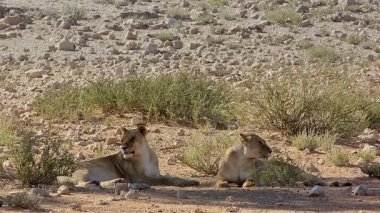 Güney Afrika 'daki Kgalagadi sınır ötesi parkında aslan ve iki dişi aslan, Felidae familyasından Specie Panthera Leo.