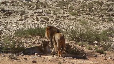 Güney Afrika 'daki Kgalagadi sınır ötesi parkında aslan ve iki dişi aslan, Felidae familyasından Specie Panthera Leo.