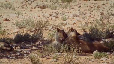 Güney Afrika 'daki Kgalagadi sınır ötesi parkında iki dişi aslan bağlanıyor ve tımar ediliyor.
