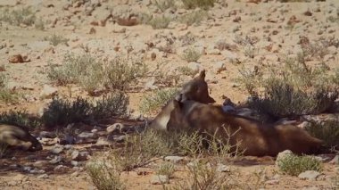 Güney Afrika 'daki Kgalagadi sınır ötesi parkında iki dişi aslan bağlanıyor ve tımar ediliyor.