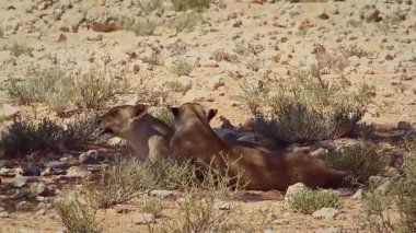 Güney Afrika 'daki Kgalagadi sınır ötesi parkında iki dişi aslan bağlanıyor ve tımar ediliyor.