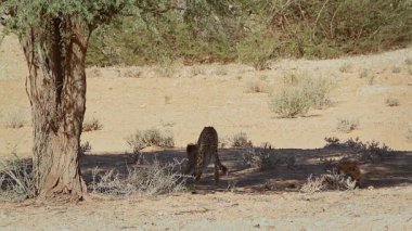 Güney Afrika 'da Kgalagadi sınır ötesi, Felidae ailesinin Specie Acinonyx jubatus ailesinden iki yavrulu çita.
