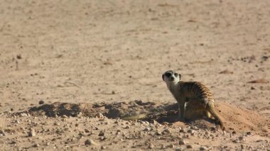 Güney Afrika 'daki Kgalagadi sınır ötesi parkında bir ini kazan üç mirket; Herpestidae familyasından Specie Suricata suricatta