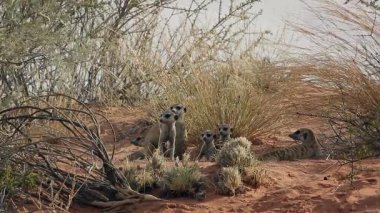 Güney Afrika 'daki Kgalagadi sınır ötesi parkında kum tepeciklerinde oynayan küçük bir grup Meerkat; Herpestidae familyasından Specie Suricata suricatta