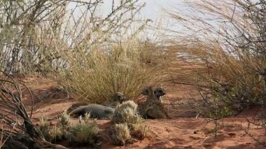 Güney Afrika 'daki Kgalagadi sınır ötesi parkında kum tepeciklerinde oynayan küçük bir grup Meerkat; Herpestidae familyasından Specie Suricata suricatta