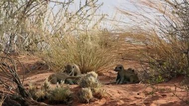 Güney Afrika 'daki Kgalagadi sınır ötesi parkında kum tepeciklerinde oynayan küçük bir grup Meerkat; Herpestidae familyasından Specie Suricata suricatta