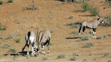 Güney Afrika 'da Kgalagadi sınır ötesi parkında savaşan iki Güney Afrika antilobu Bovidae familyasından Specie Oryx gazella.