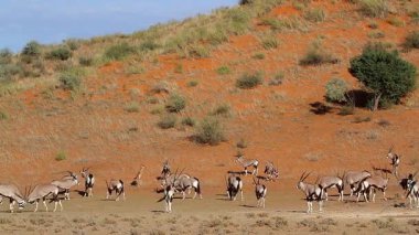 Güney Afrika antilop sürüsü Güney Afrika 'daki Kgalagadi sınır ötesi parkında, Bovidae familyasından Specie Oryx gazella.