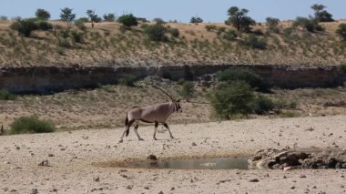 Güney Afrika antilobu Güney Afrika 'daki Kgalagari sınır ötesi parkındaki su birikintisine doğru cinsel yolla yürüyor Bovidae ailesinden Specie Oryx gazella.