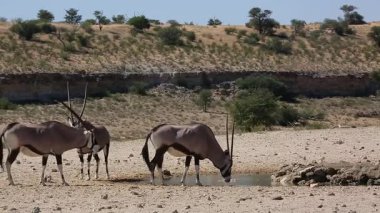Güney Afrika 'daki Kgalagadi sınır ötesi parkında küçük bir Güney Afrika antilop grubu Bovidae familyasından Specie Oryx gazella